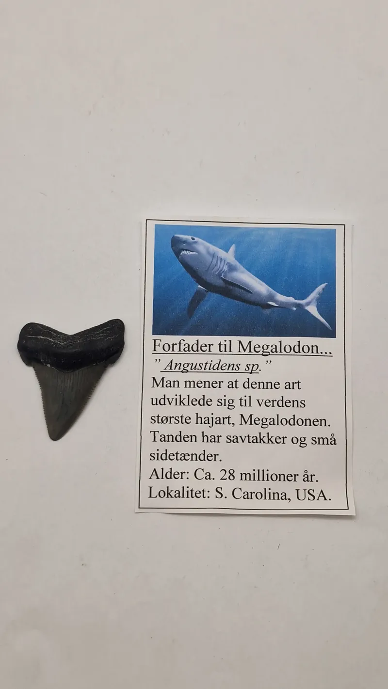 Hajtand med beskrivelse