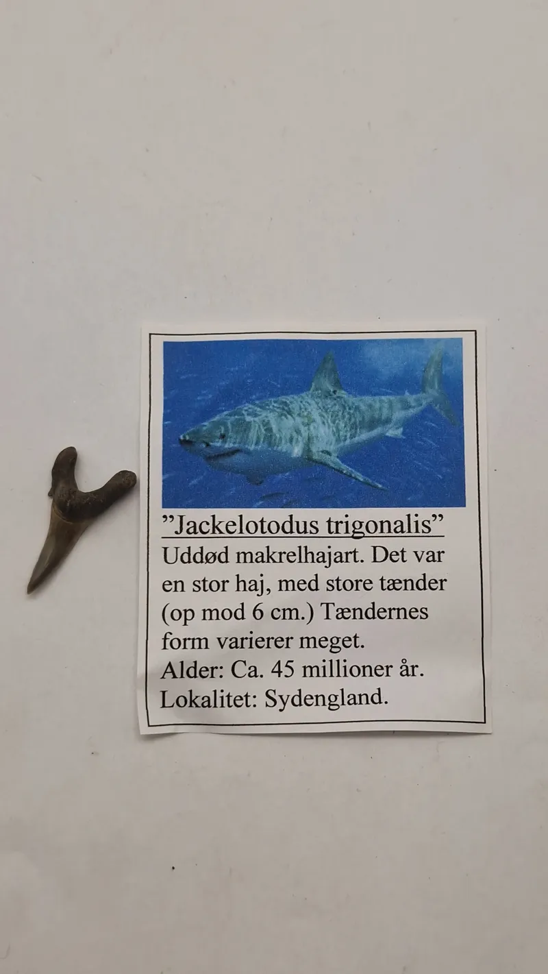 Hajtand med beskrivelse