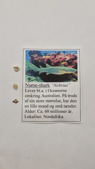 Hajtænder med beskrivelse