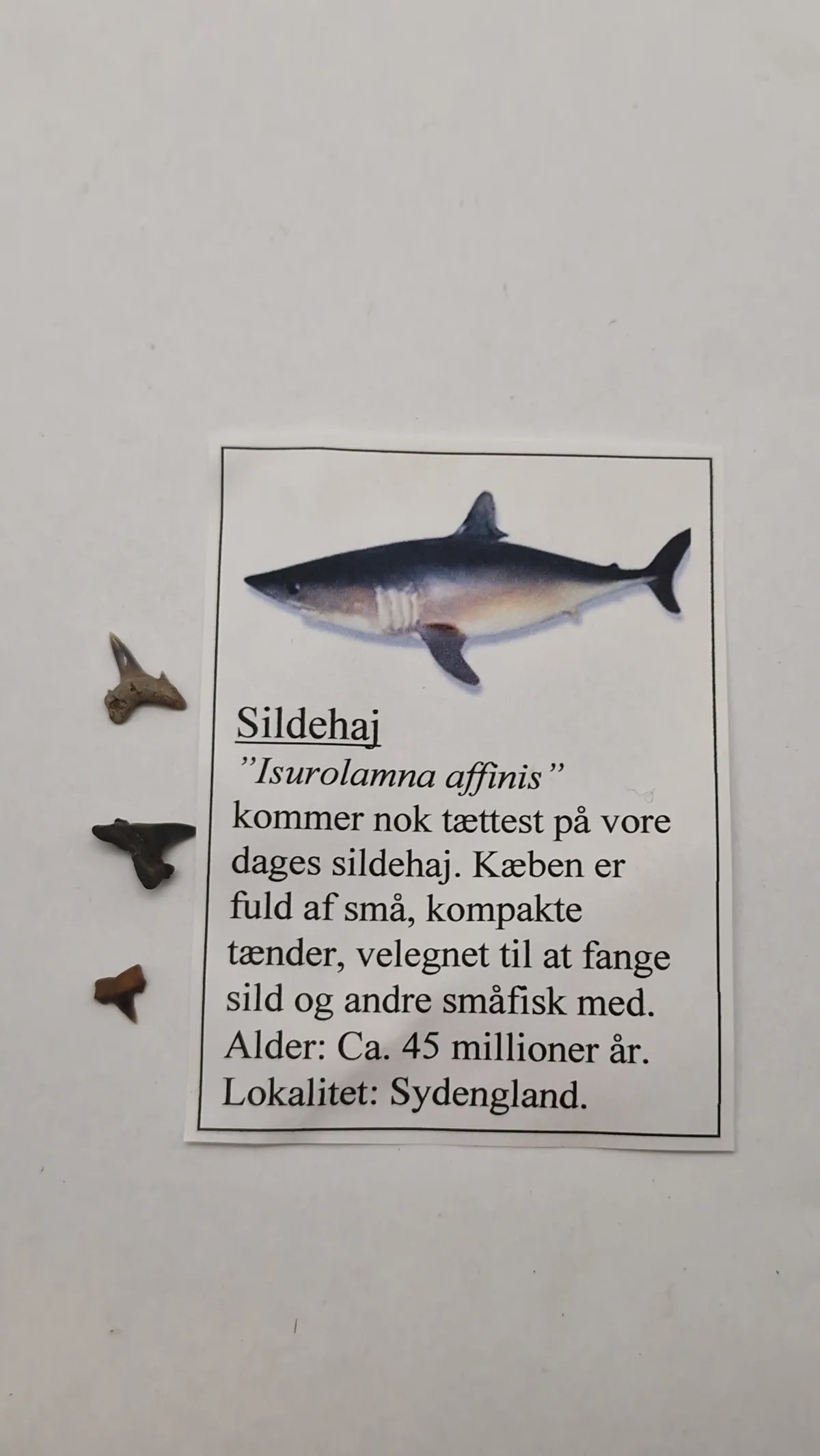 Hajtænder med beskrivelse