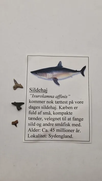 Hajtænder med beskrivelse