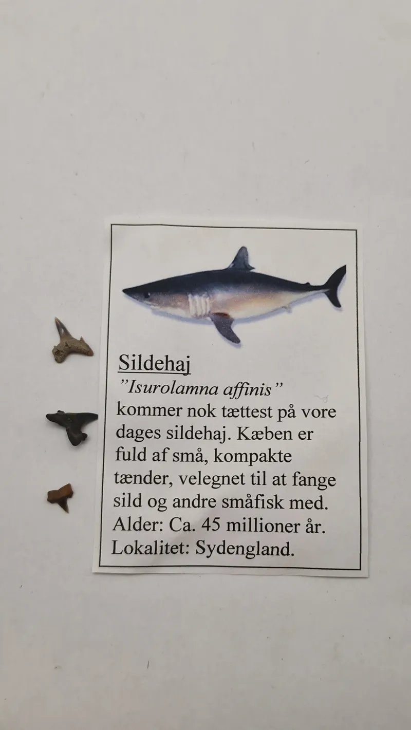 Hajtænder med beskrivelse