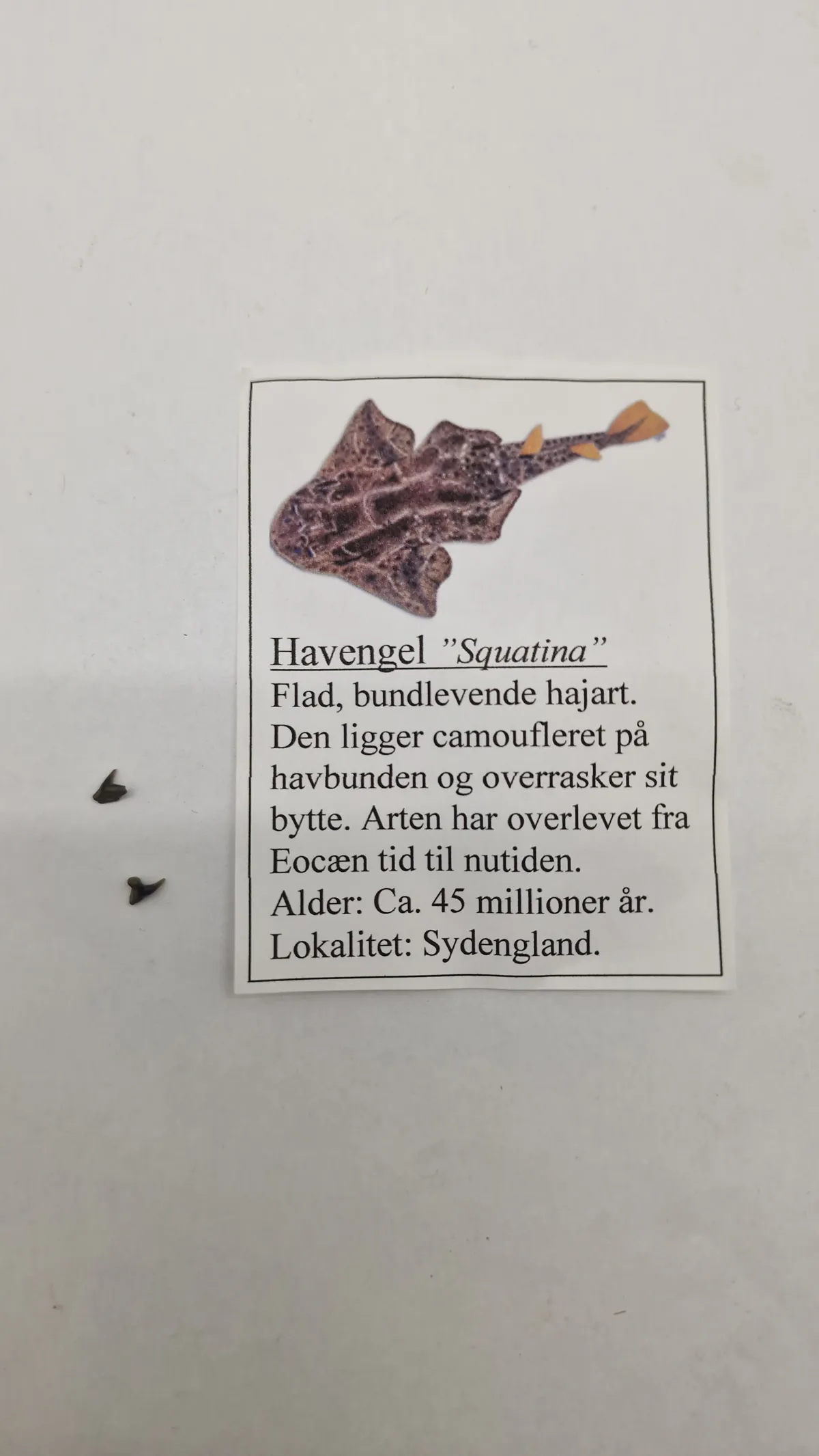 Havengel tænder med beskrivelse
