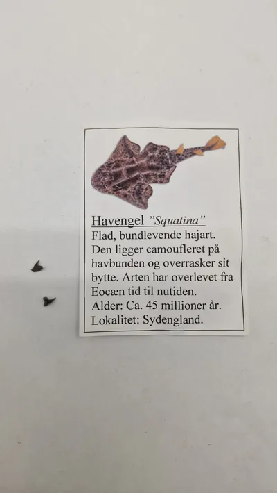 Havengel tænder med beskrivelse