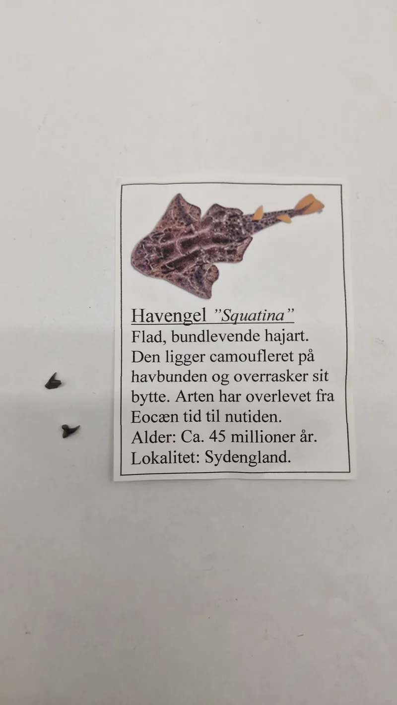 Havengel tænder med beskrivelse