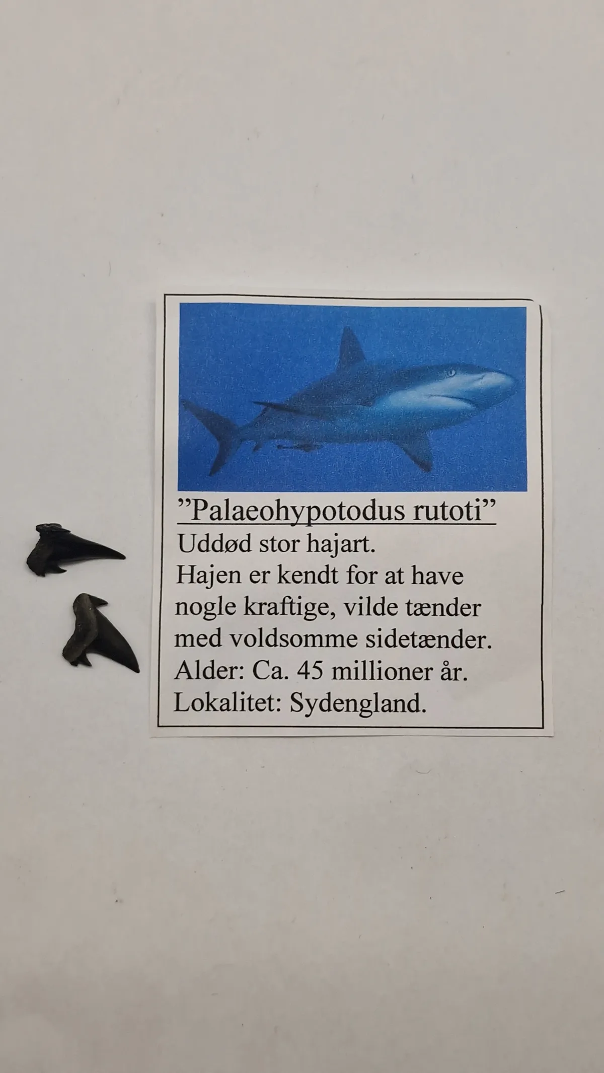 Hajtænder med beskrivelse