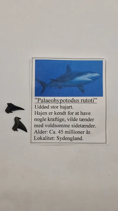 Hajtænder med beskrivelse