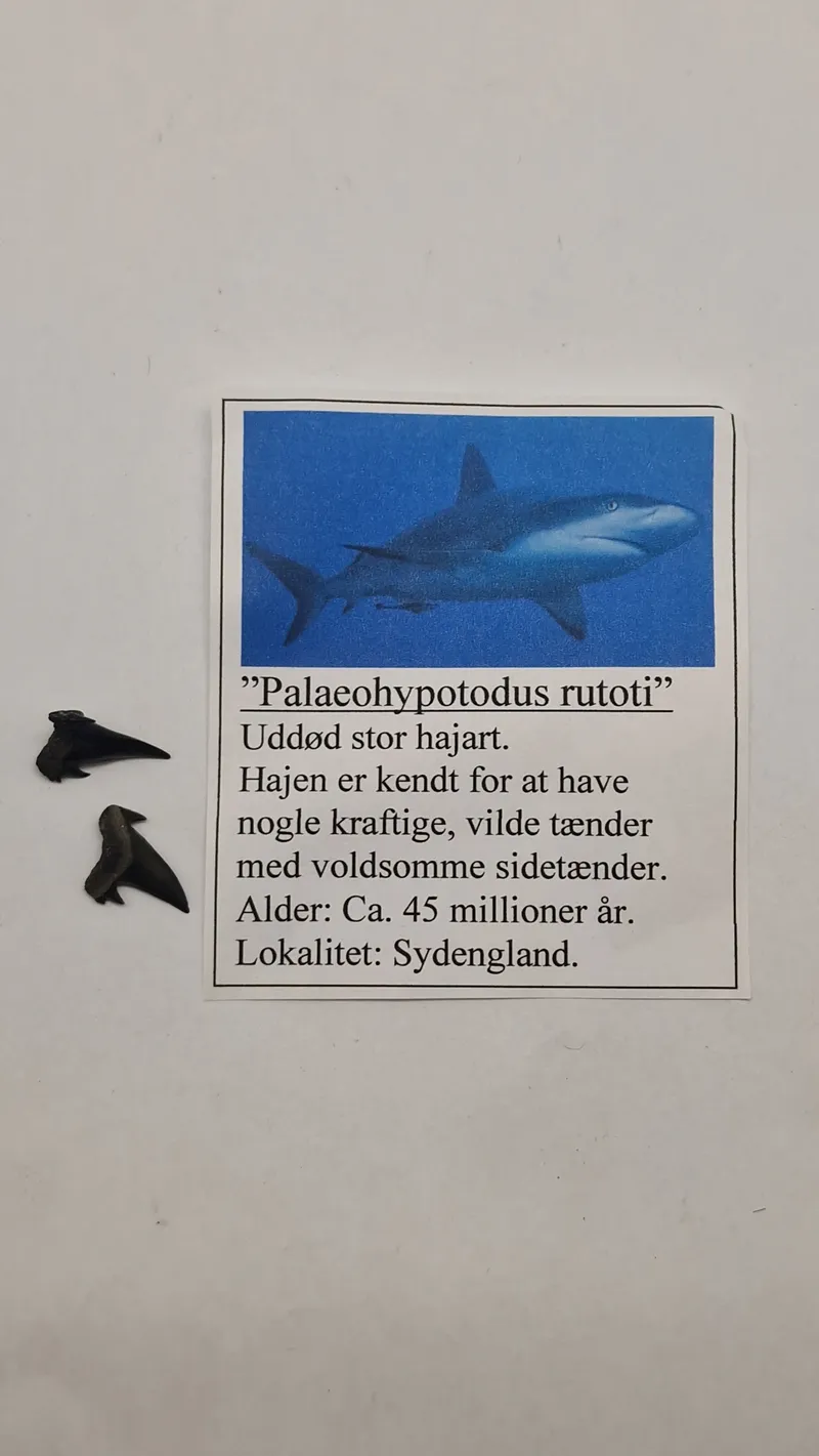Hajtænder med beskrivelse