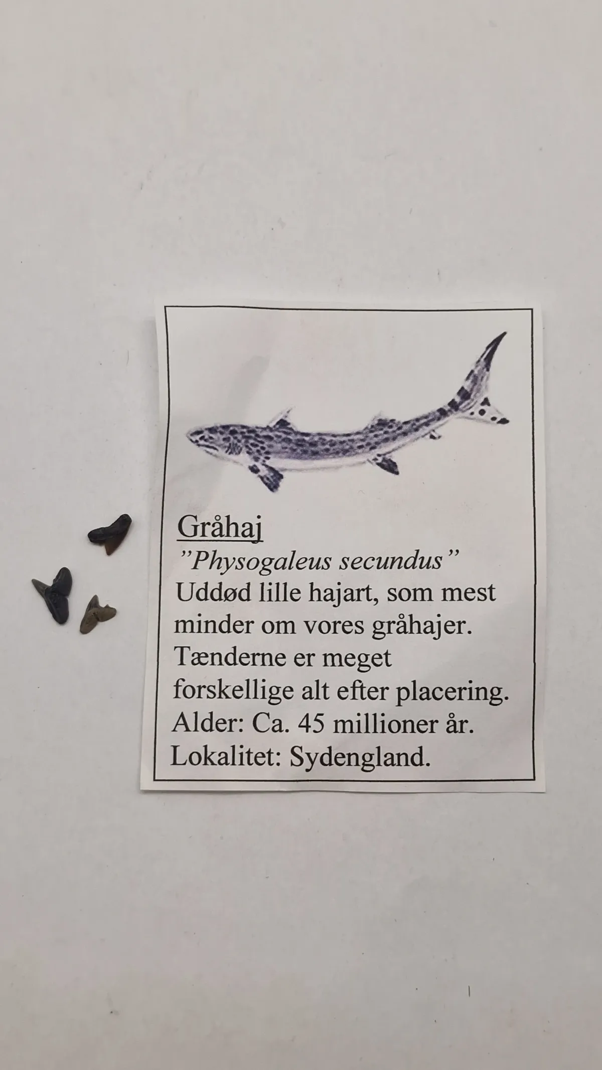 Hajtænder med beskrivelse