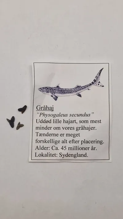 Hajtænder med beskrivelse
