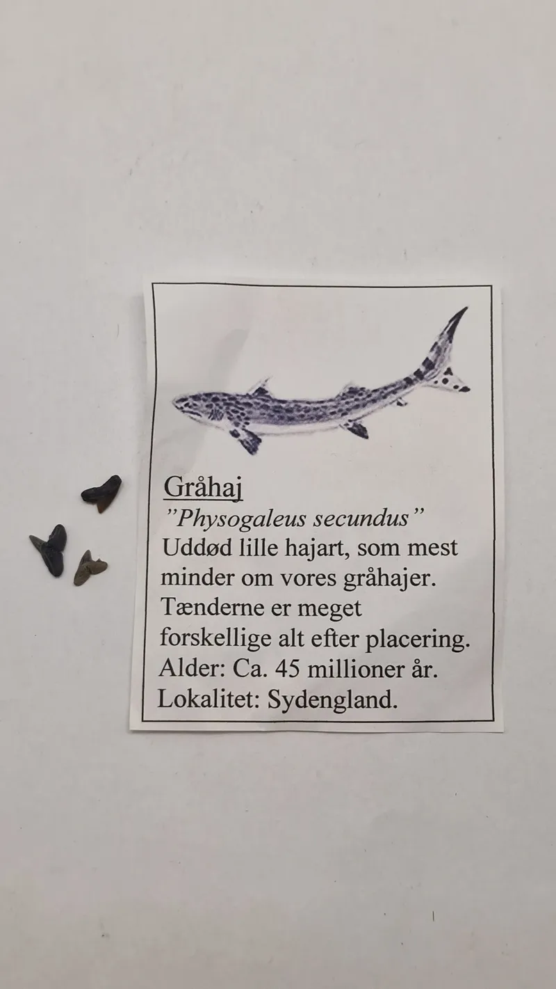 Hajtænder med beskrivelse