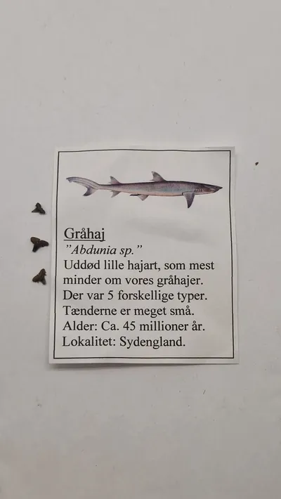 Hajtænder med beskrivelse