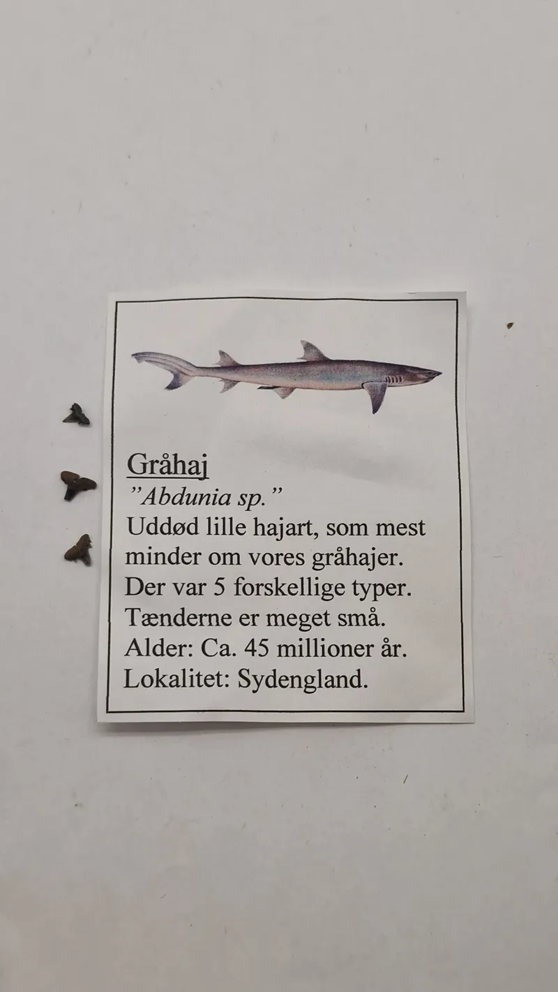 Hajtænder med beskrivelse