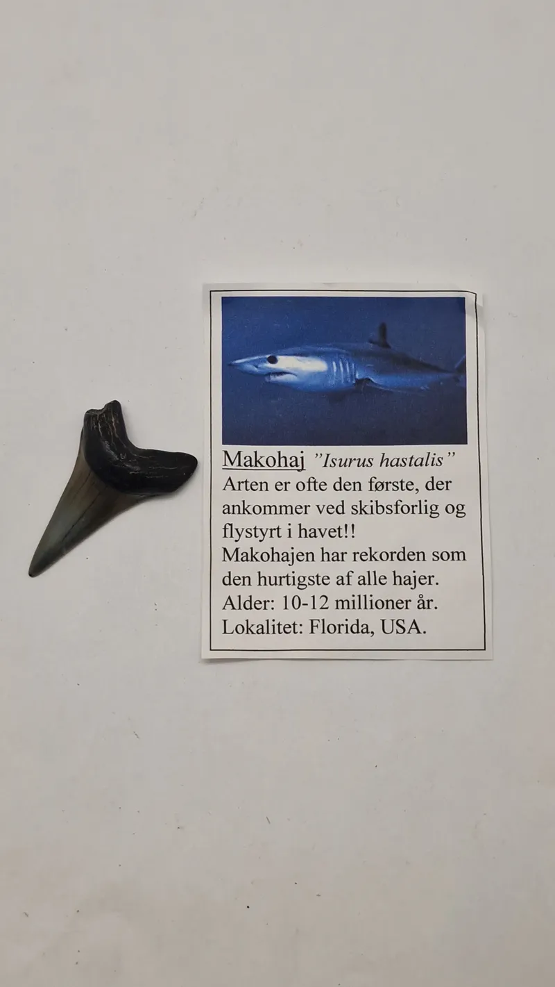 Hajtænder med beskrivelse