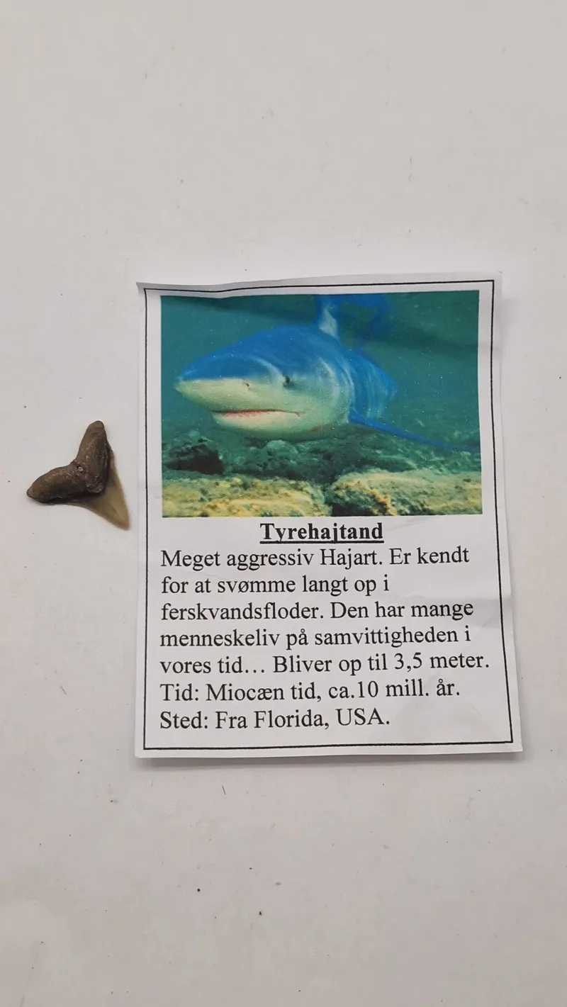 Hajtænder med beskrivelse