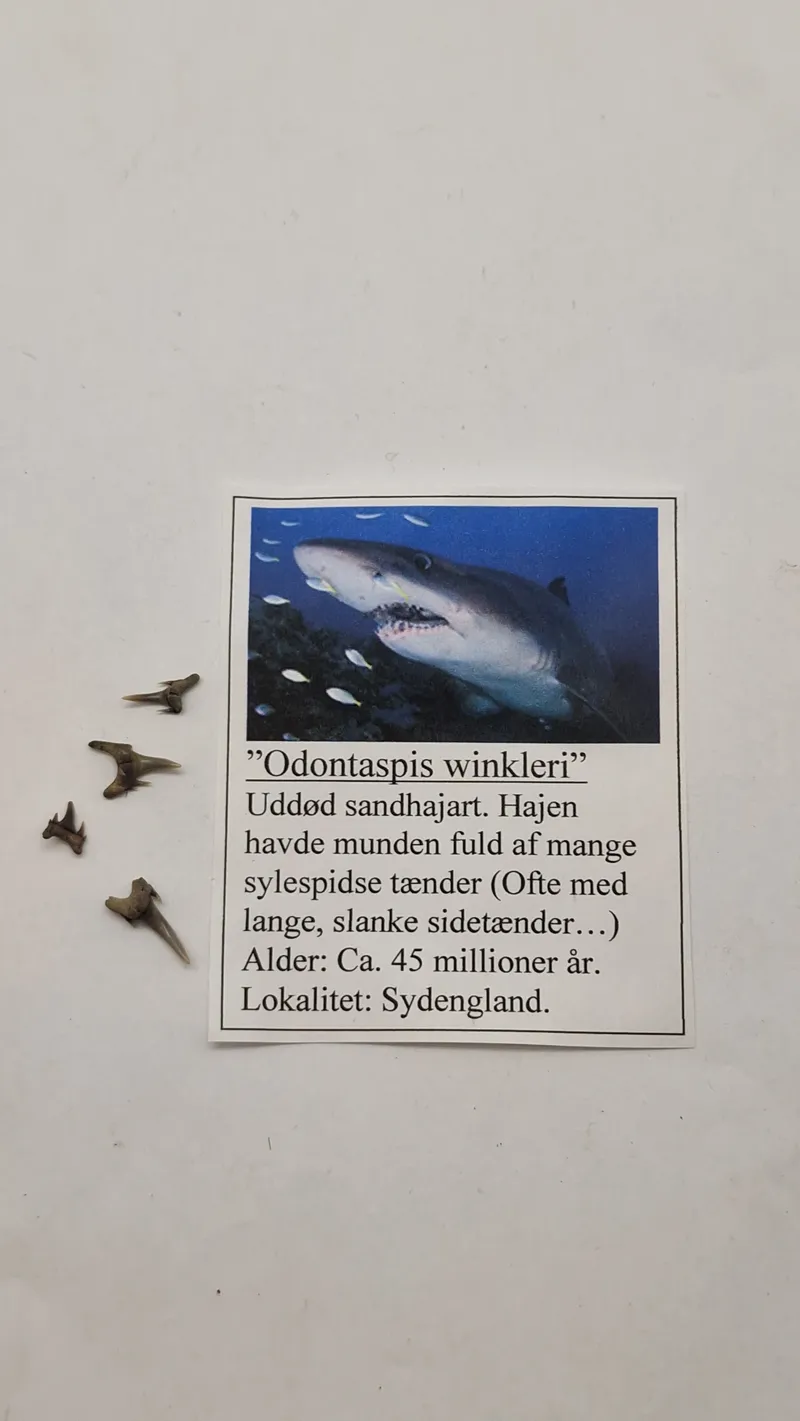 Hajtænder med beskrivelse