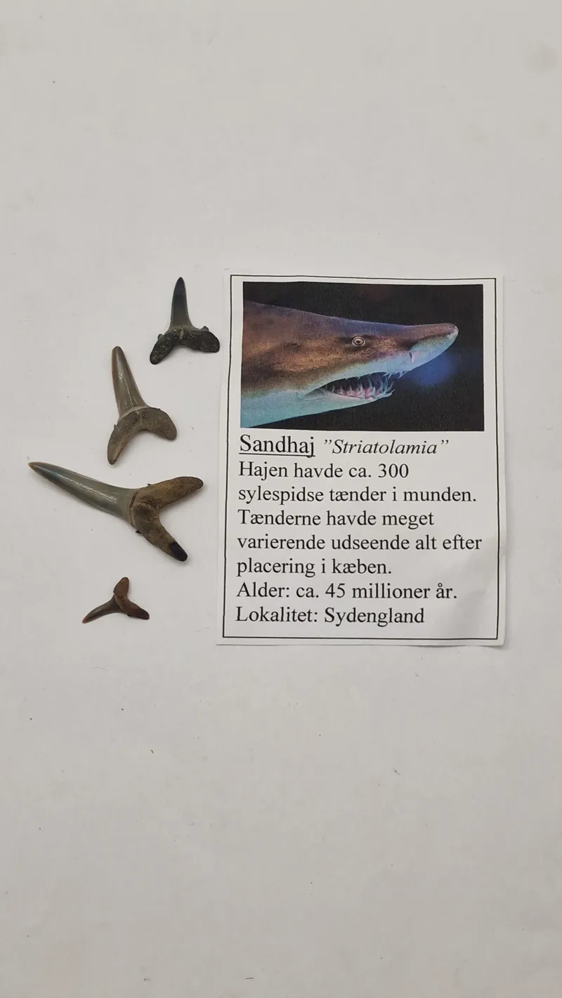 Hajtænder med beskrivelse