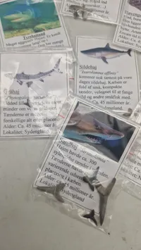Samling haj tænder med beskrivelser
