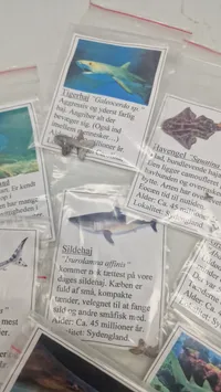 Samling haj tænder med beskrivelser