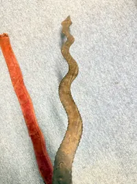 Indo Persian Zulfiqar Tegha sword, Originalt