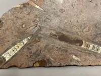 Ølandsflise med fosiler, skal hentes i Vordingborg