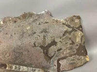 Ølandsflise med fosiler, skal hentes i Vordingborg