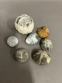 Samling søpindsvin