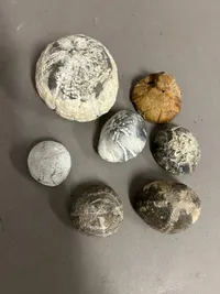 Samling søpindsvin