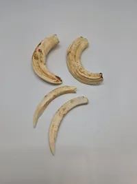 Tænder fra vortesvin Afrika