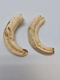 Tænder fra vortesvin Afrika