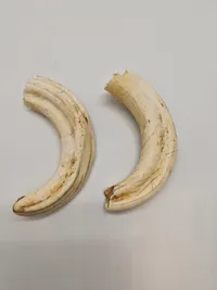Tænder fra vortesvin Afrika