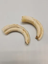 Tænder fra vortesvin Afrika