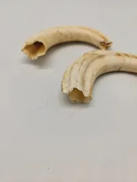 Tænder fra vortesvin Afrika