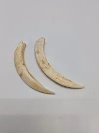 Tænder fra vortesvin Afrika