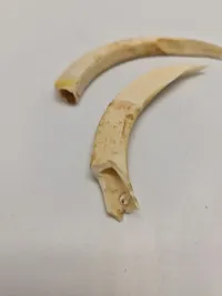 Tænder fra vortesvin Afrika