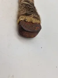 Afrikansk  jagtdolk