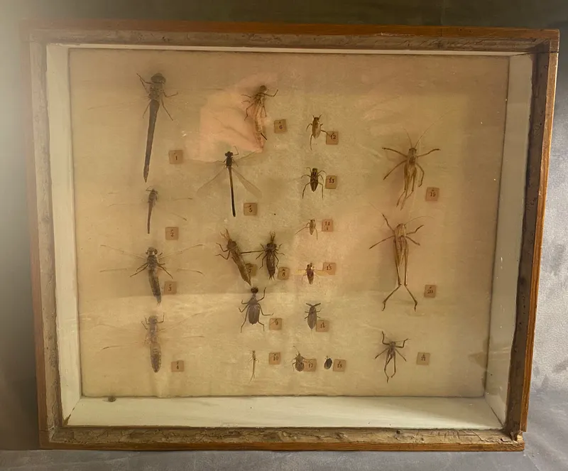 Samling insekter i ramme - 1950’erne
