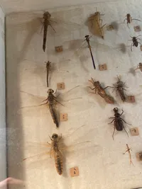 Samling insekter i ramme - 1950’erne