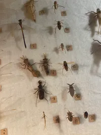 Samling insekter i ramme - 1950’erne