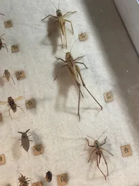 Samling insekter i ramme - 1950’erne