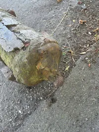 Original Svensk 16- tals jernkanon bjerget i 60,erne fra Køgebugt