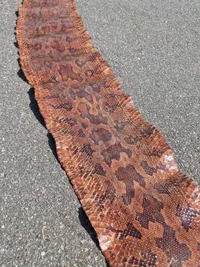 Originalt slangeskin