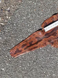 Originalt slangeskin