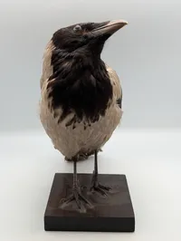 Udstoppet Gråkrage (Corvus cornix) på Træbase