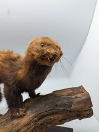 Vintage Taxidermy Mink on Natural Driftwood Base