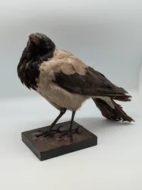 Udstoppet Gråkrage (Corvus cornix) på Træbase