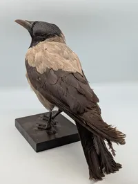Udstoppet Gråkrage (Corvus cornix) på Træbase