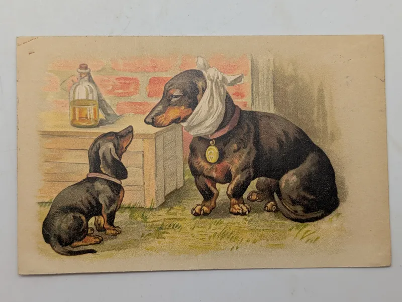 Antique Chromolithograph Postcard Featuring Dachshunds with Toothache