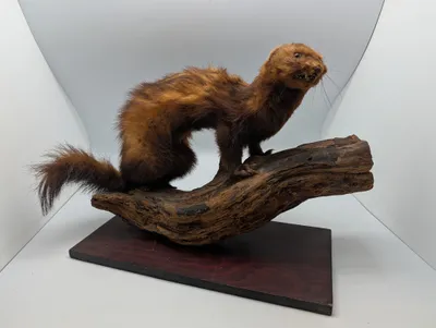 Vintage Taxidermy Mink on Natural Driftwood Base