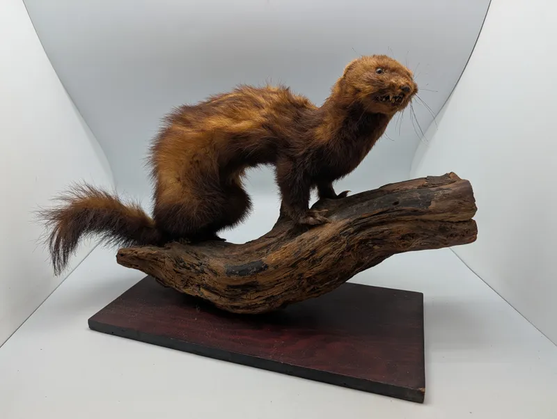 Vintage Taxidermy Mink on Natural Driftwood Base